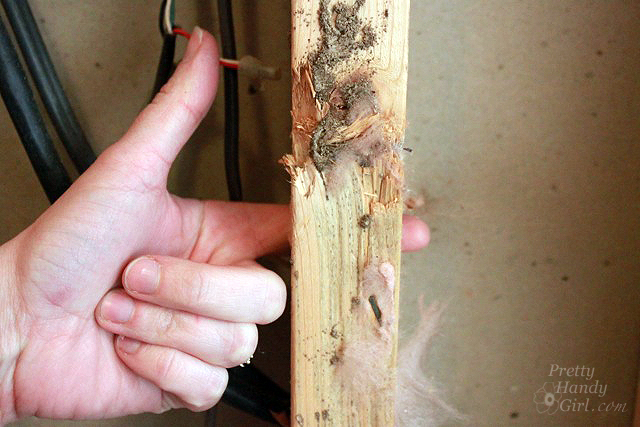 Termite Damage: How to Spot a Termite Infestation and How to Protect Your Home form Termites