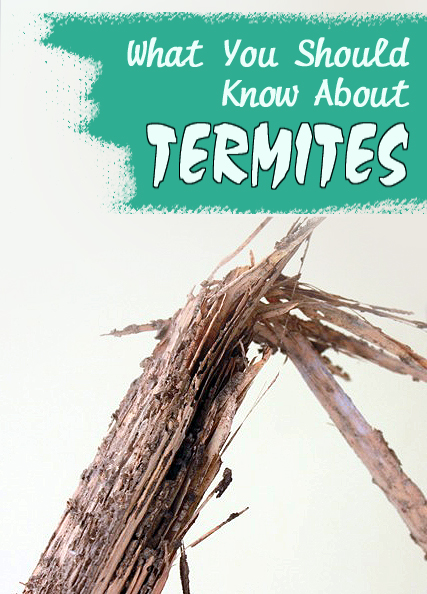 learn-about-termite-damage