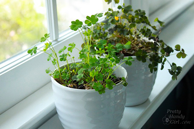 planted_potted_clover