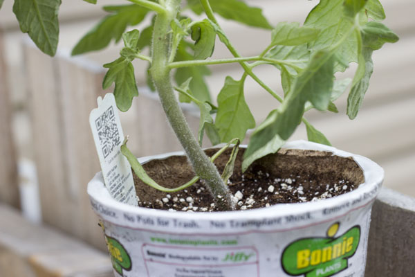 How to grow Happy Tomatoes