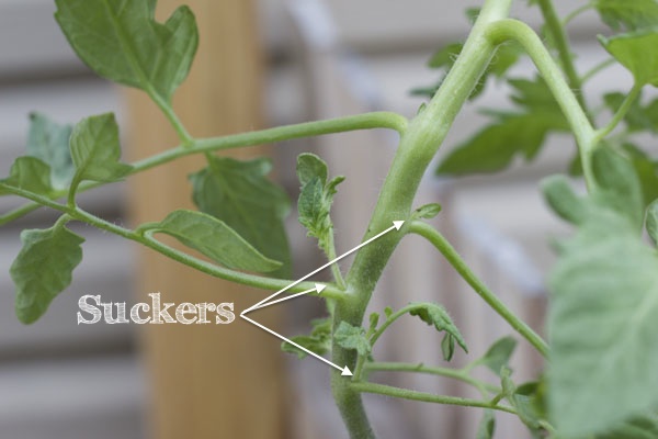 How to grow Happy Tomatoes
