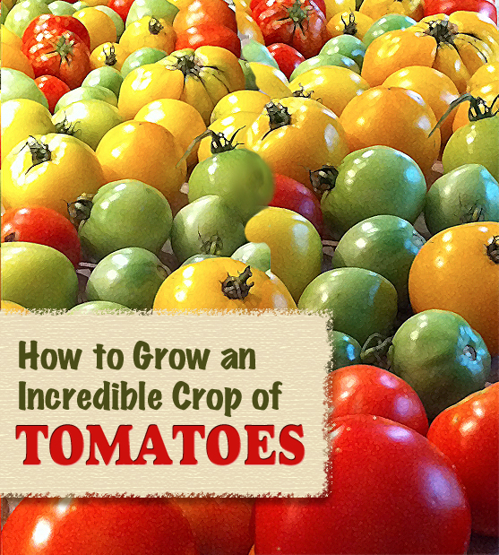 How-to-grow-incredible-tomatoes