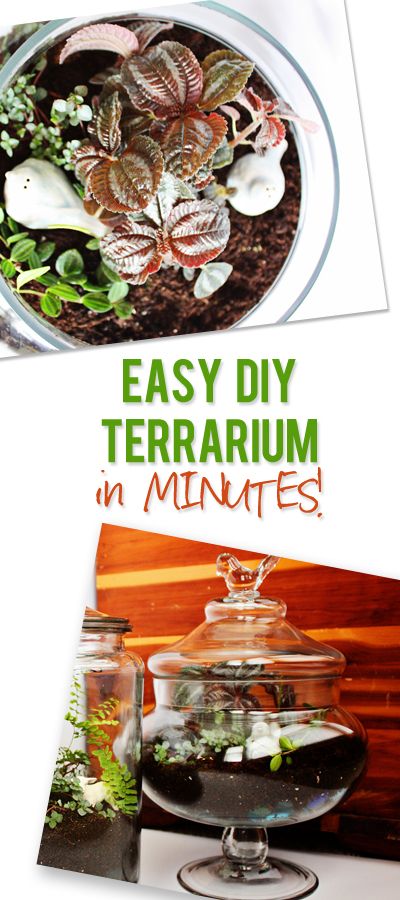 Easy DIY Terrariums in Minutes
