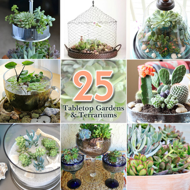 25 Tabletop Garden Terrariums