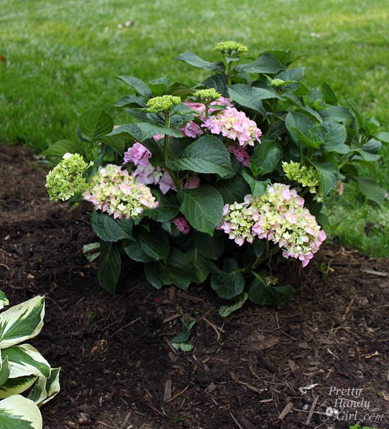 Easy Color in Your Landscaping Beds | Pretty Handy Girl