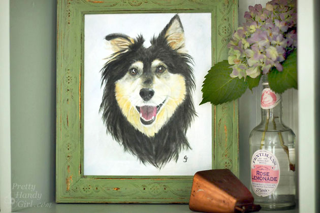 Buddy Handy Dog | English Shepherd Portrait