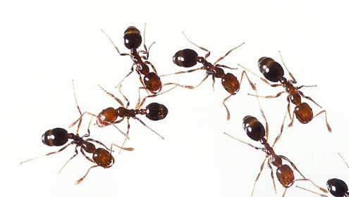 2 Ingredient Ant Killer | Pretty Handy Girl