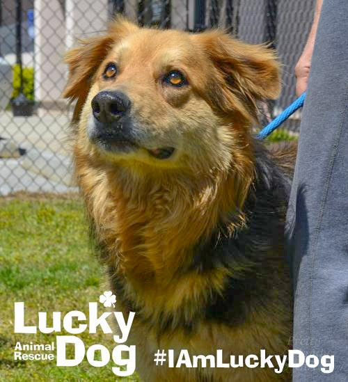 Lucky Dog Lena