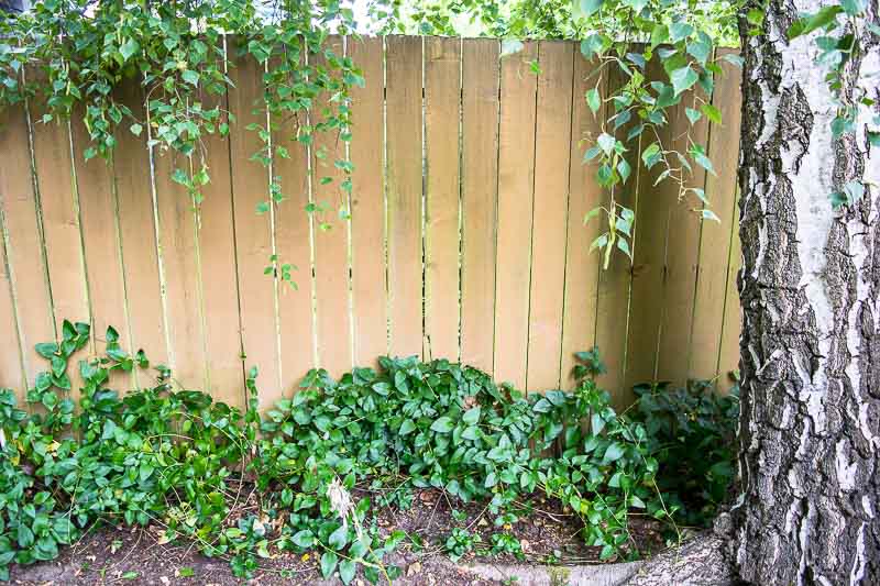 That mound of green at the bottom of the fence is a vine! With a new fence trellis, it can climb and thrive.