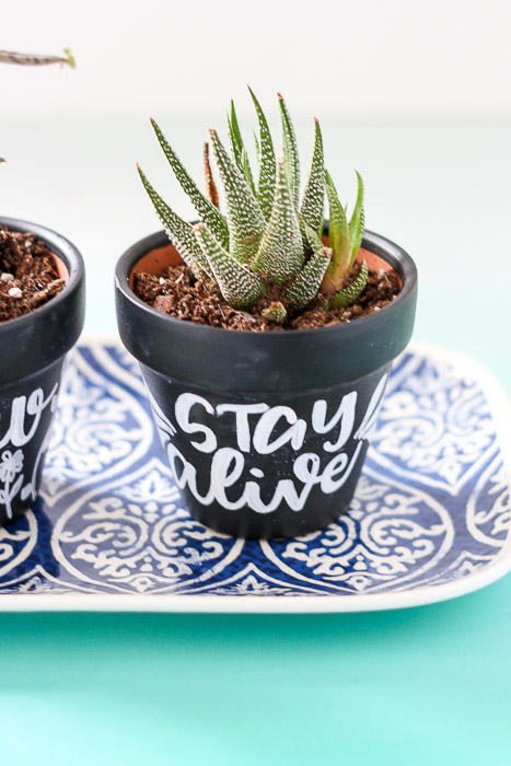 close up of stay alive planter with cactus