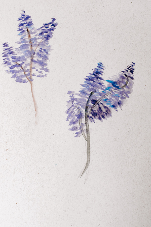 Watercolor painted lavender