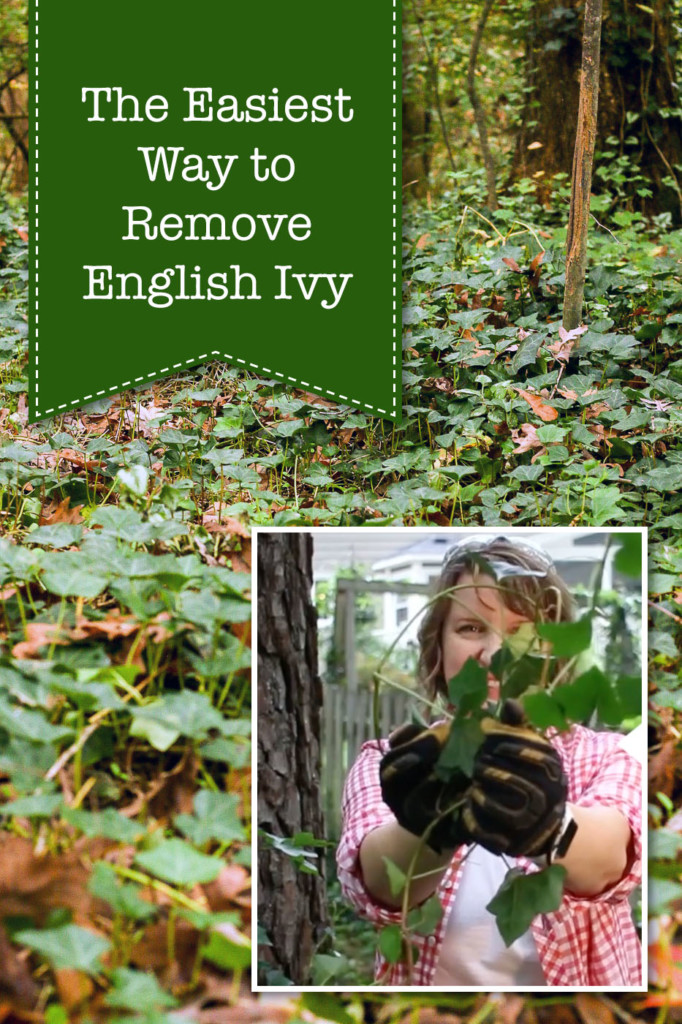 The Easiest Way to Remove English Ivy