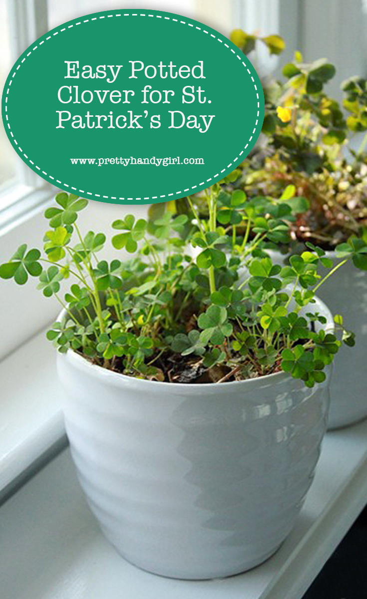Easy Potted Clover for St. Patrick's Day | Pretty Handy Girl